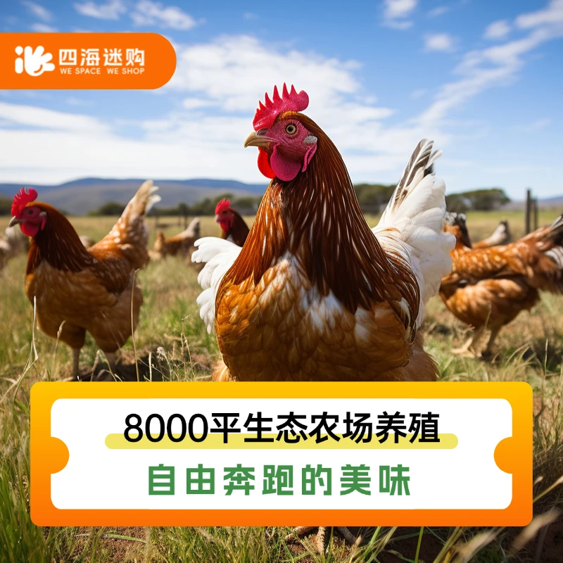 【到手2斤】农家散养黄油老母鸡顺丰冷链发货