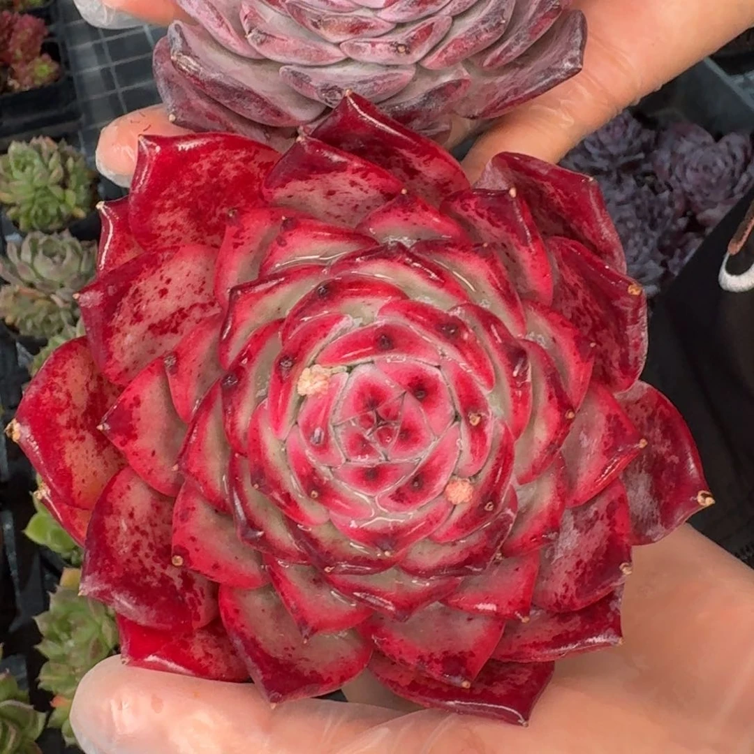 从前慢多肉编号0119-红拉糖