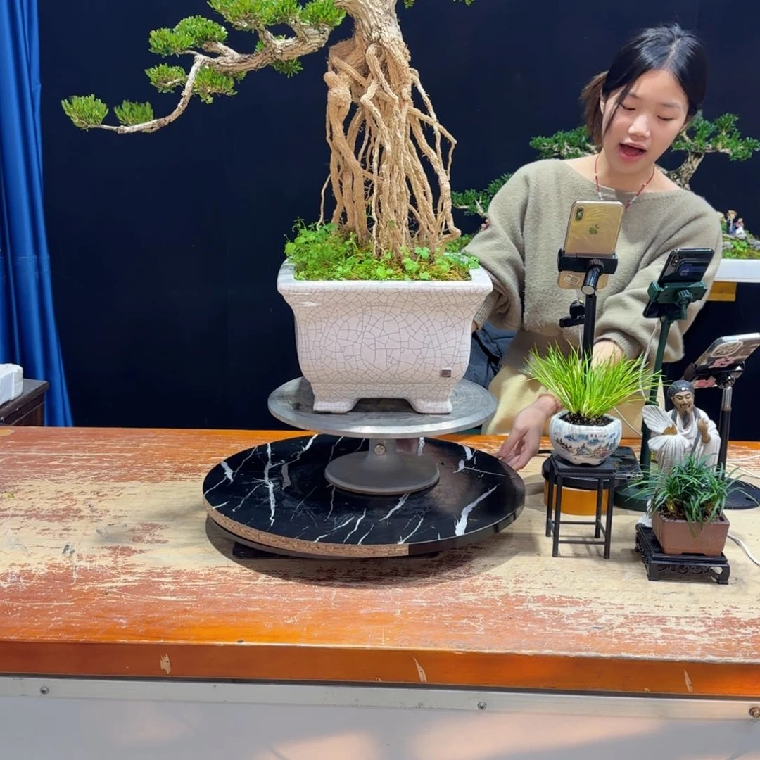 黄杨室内室外好养