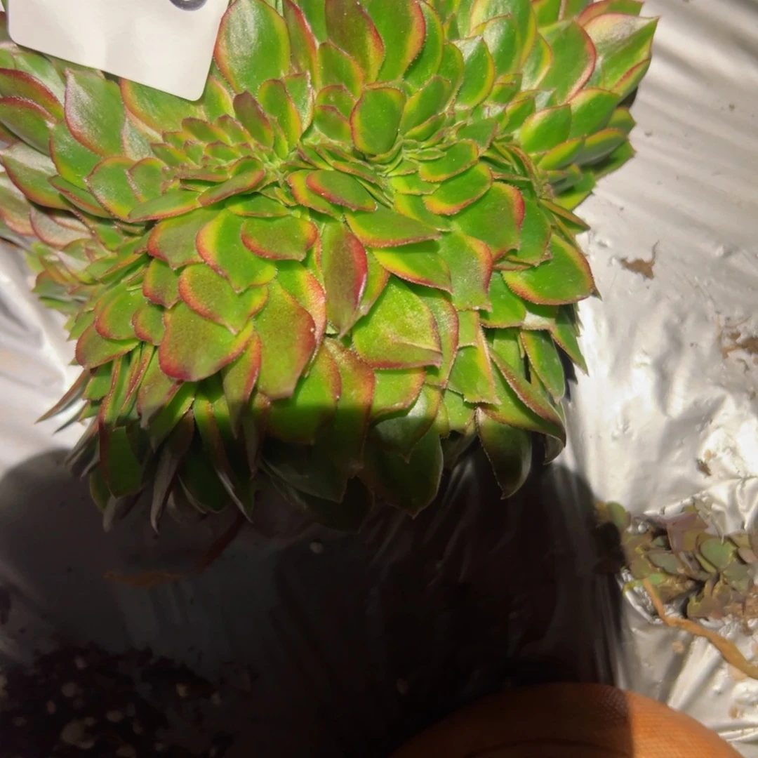 358 号多肉植物法师新年福利