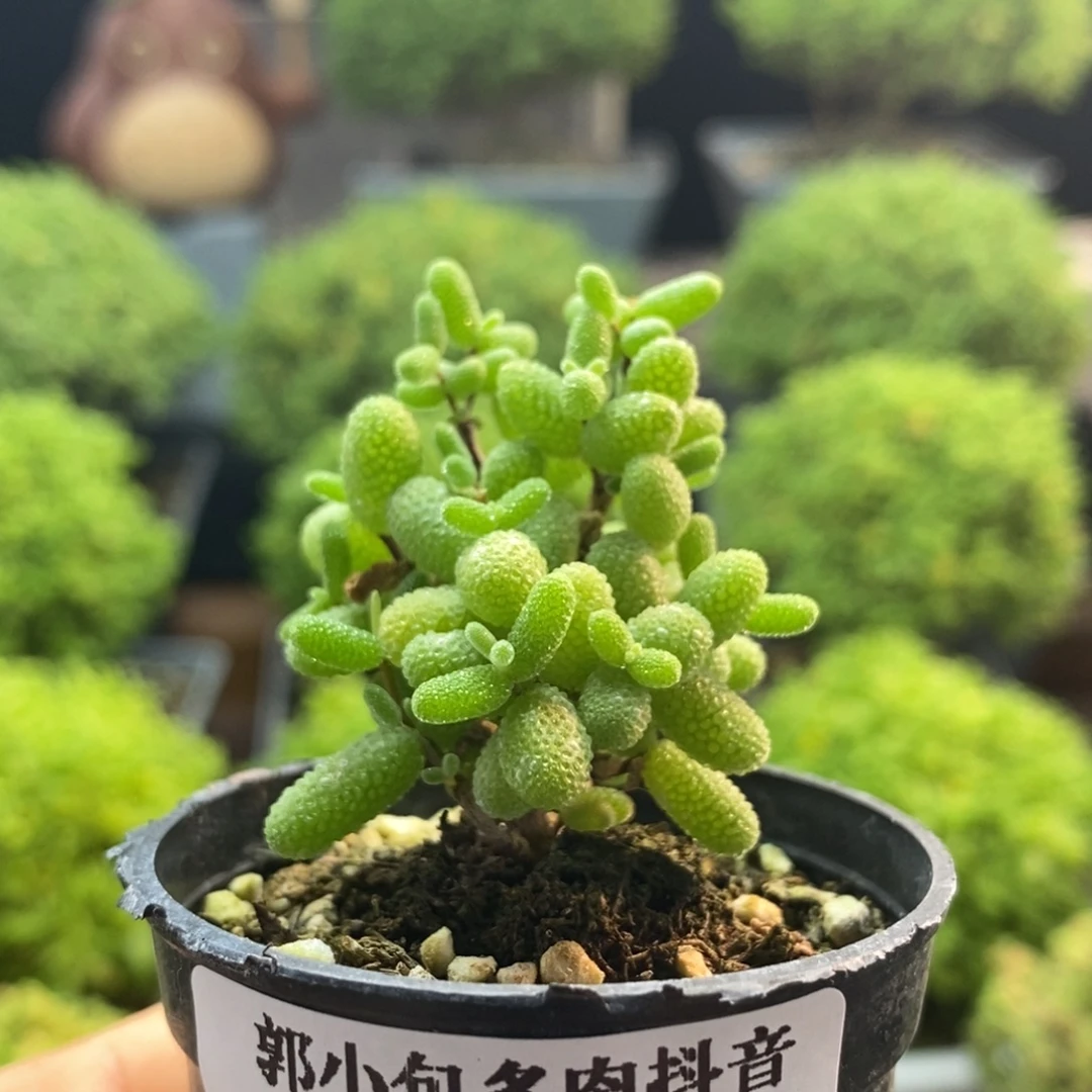 金橘糖球0039枝干番杏