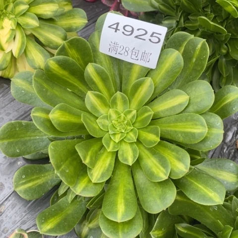 琉璃的多肉去面对肉4925