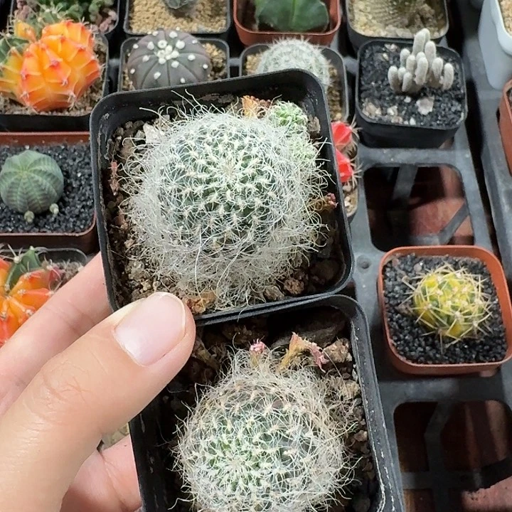 小***丶胜利丝两颗仙人球123