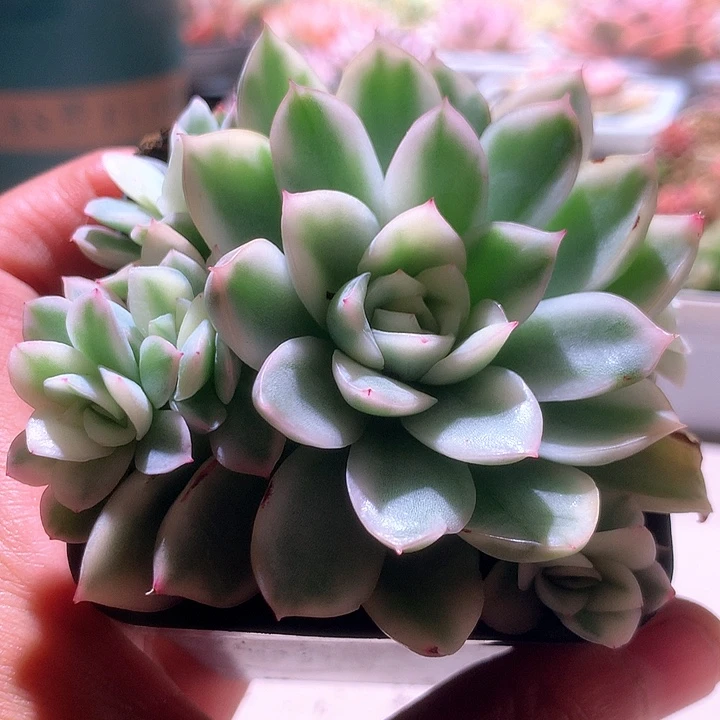 寒酥白覆轮锦群生6头