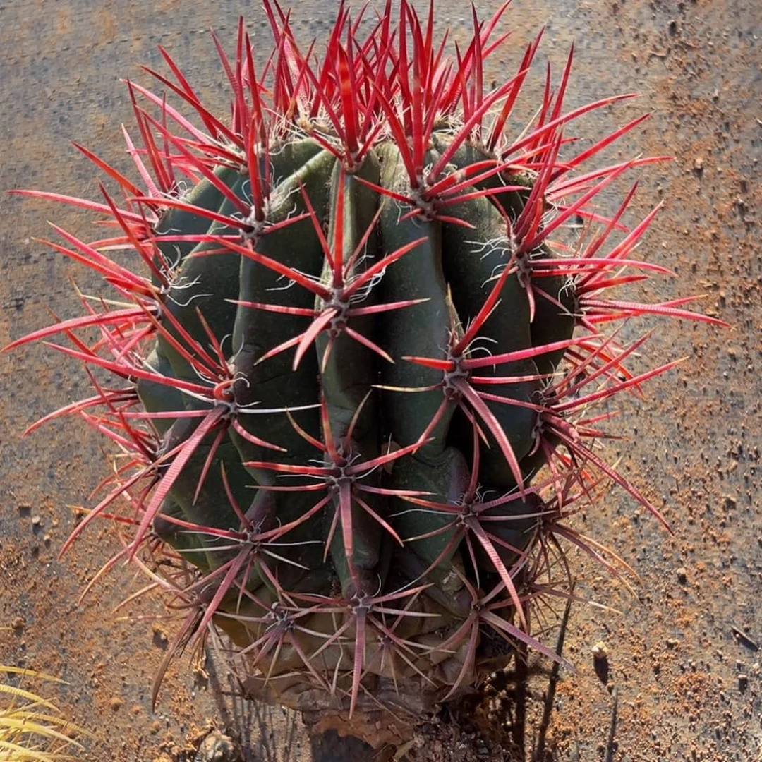 墨西哥红虎球体褶皱缺水