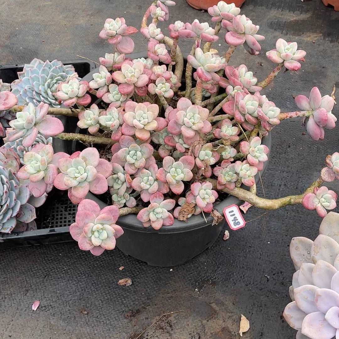 1148洛神 一物一拍多肉