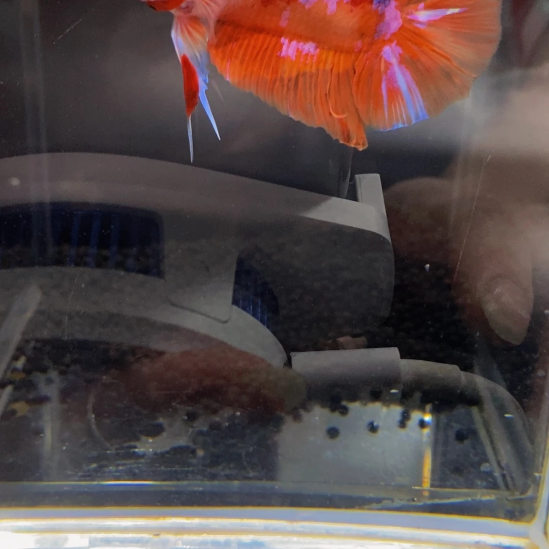 斗鱼537巨斗111111