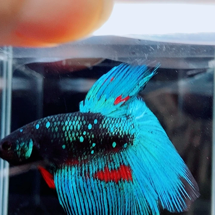 斗鱼黑200号巨斗半月