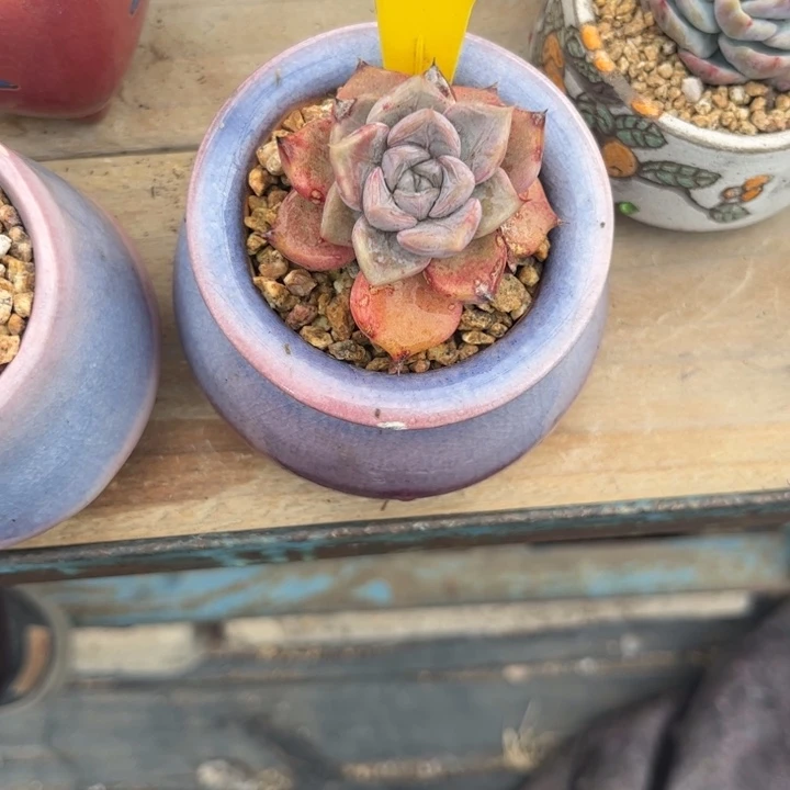 紫**儿多肉植物1111星云111111