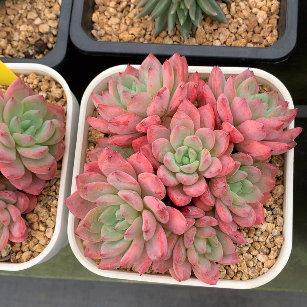 冰露 多头 一颗