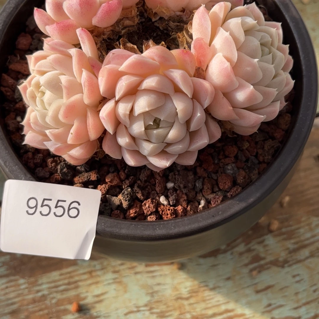 糯***子9556老庄白月影多肉5头