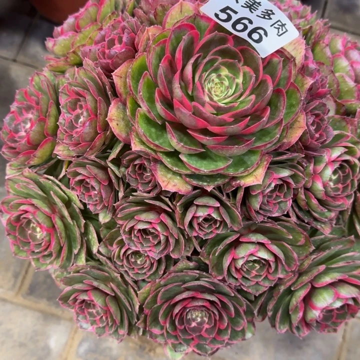 张*愉粉花妖566肉肉