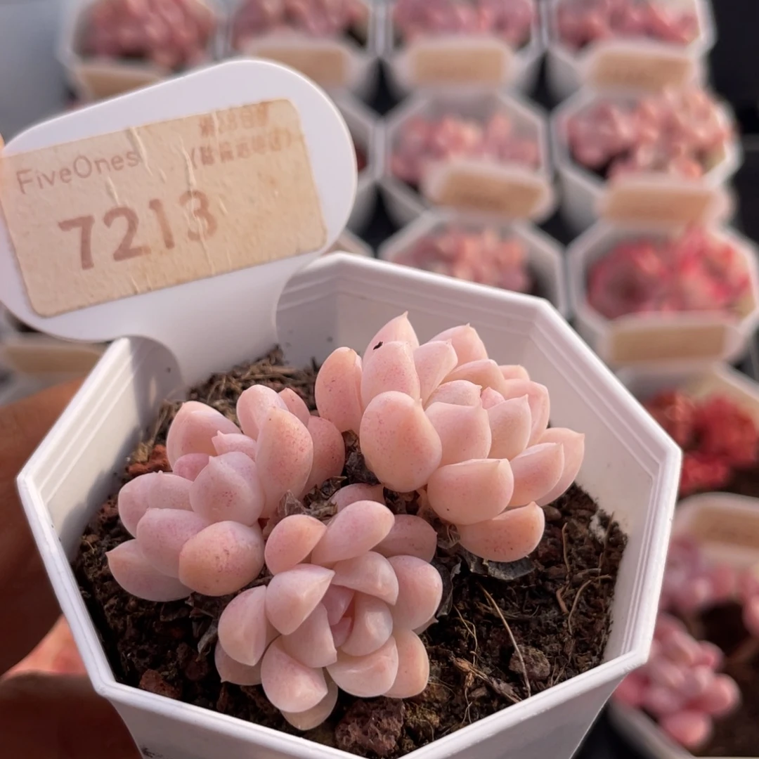 雪媚娘7213-5.0厘米