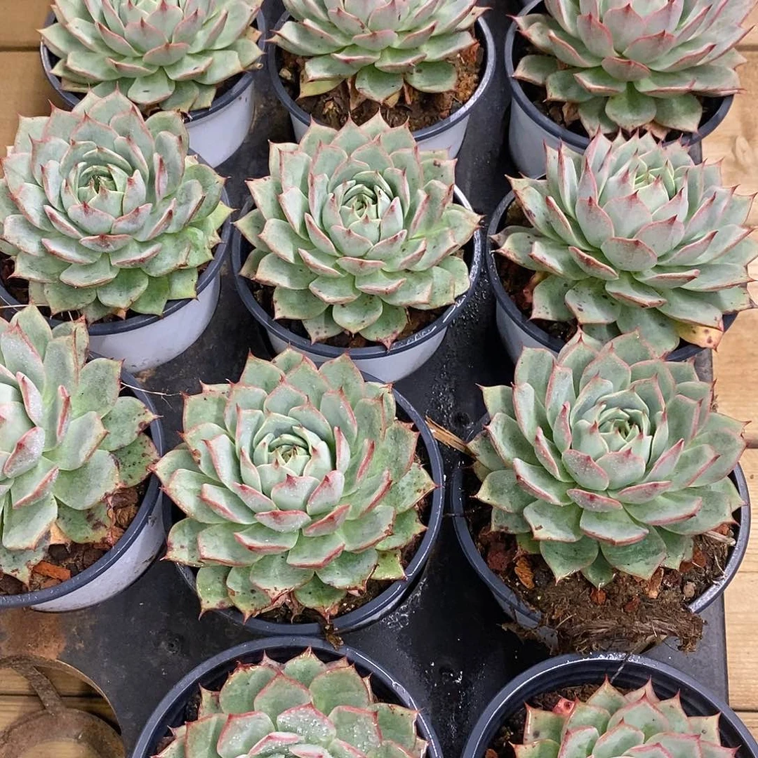 团，单头林杰安娜。福利多多