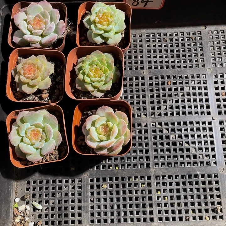 阿***咔84号筐带盆土发货