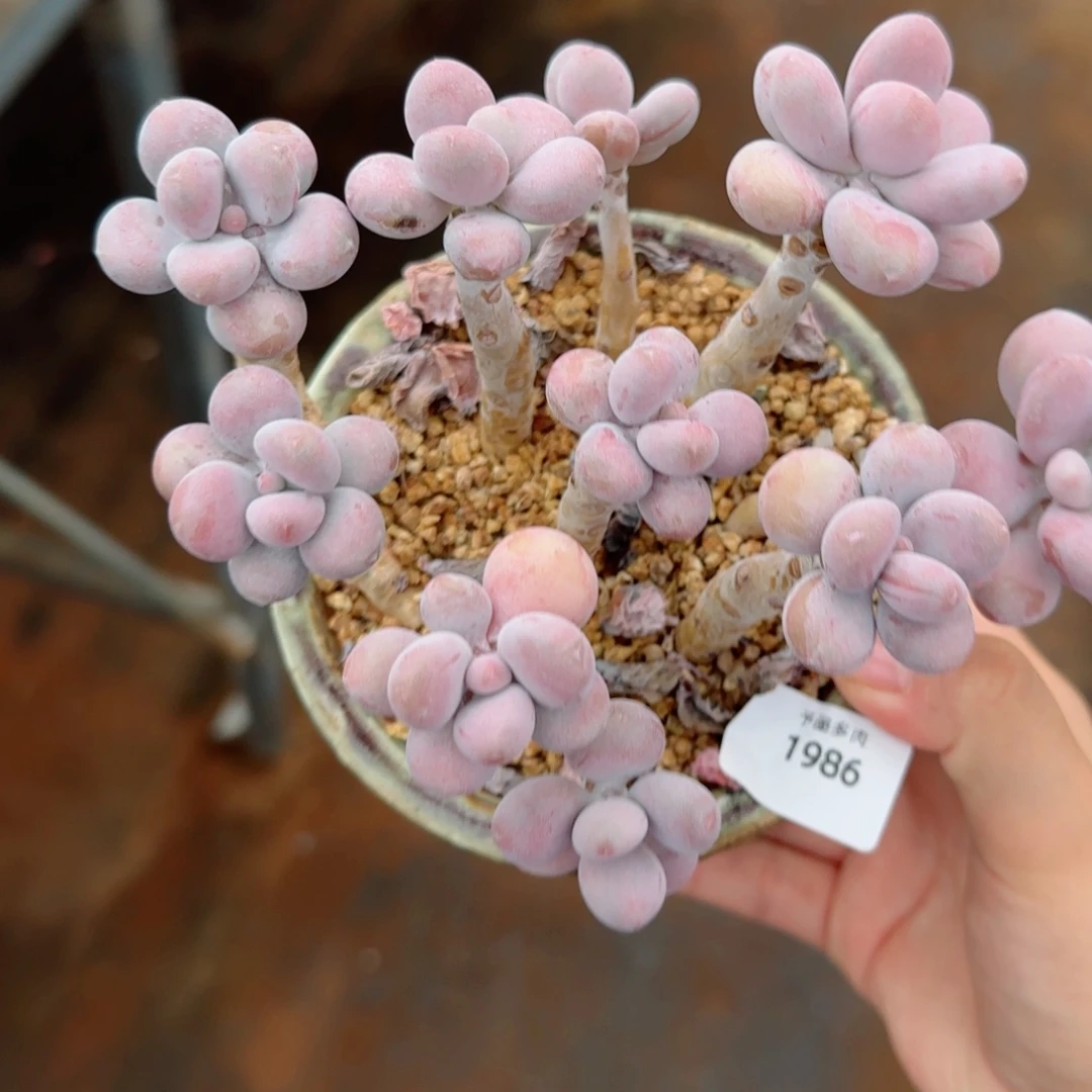 桃蛋无砍，1986多肉植物