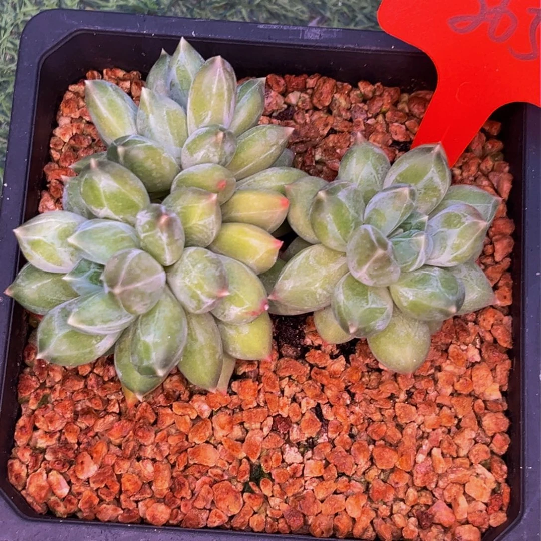 爱***人2654下午多肉植物群生