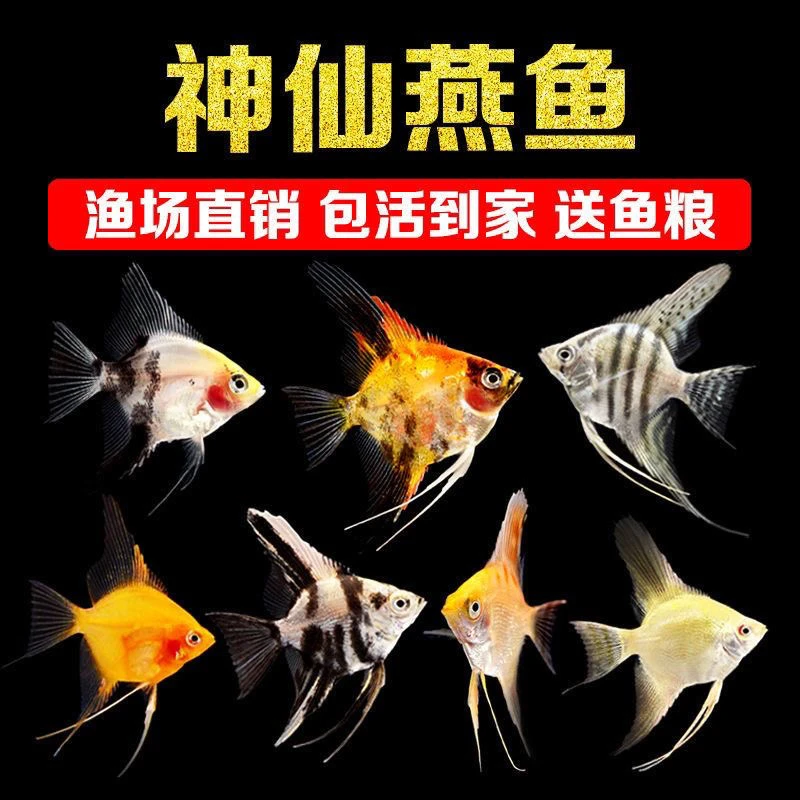 神仙鱼秘鲁神仙阿凡达燕鱼热带观赏鱼活体埃及神仙鱼神仙热带鱼