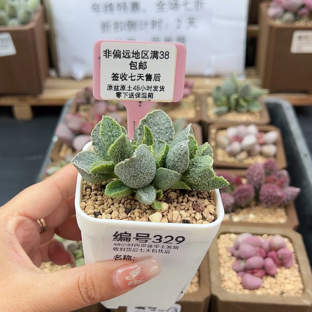 芊*.329草莓多肉植物