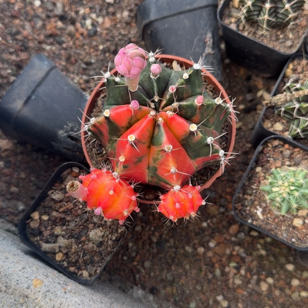 爱***娘爱花的姑娘  牡丹锦仙人球