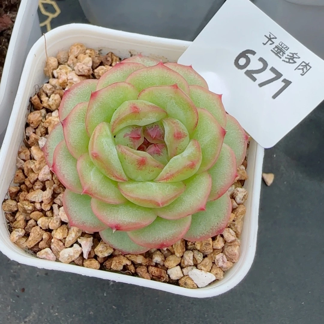 雪柠美人，6271多肉植物