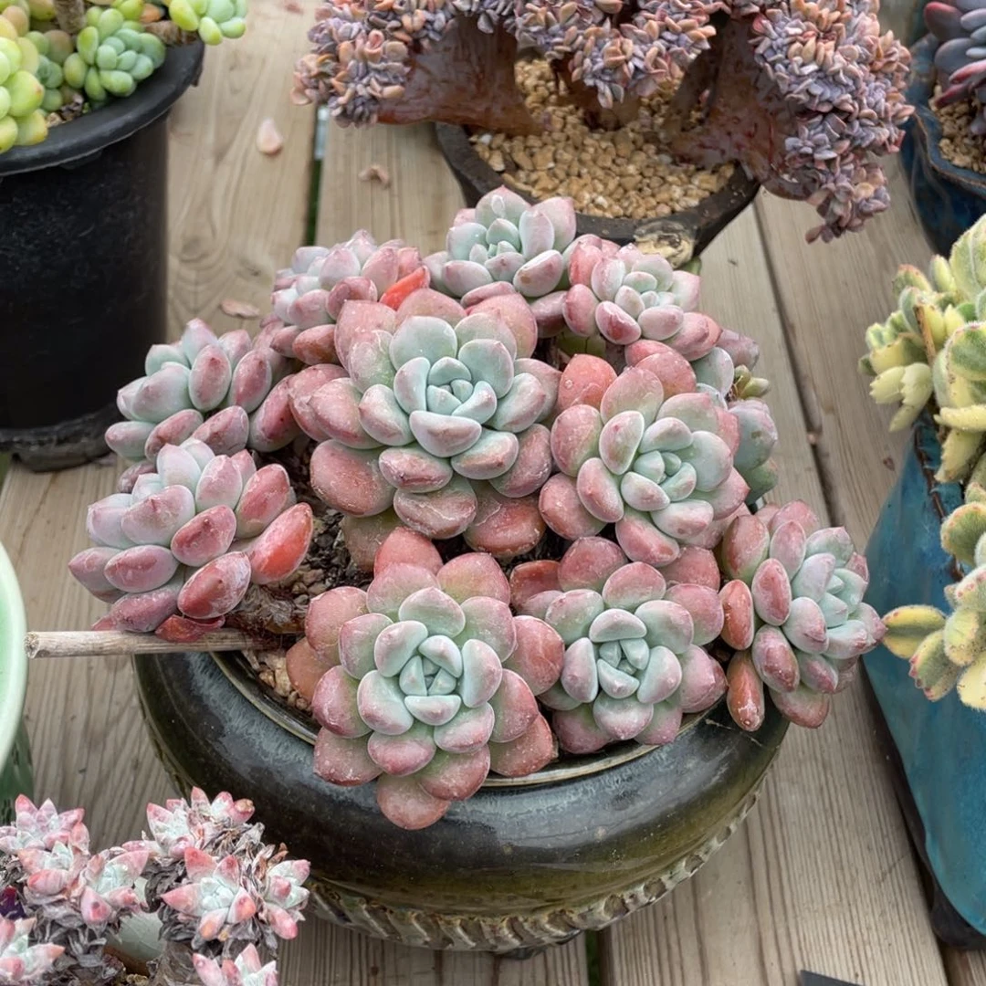 豆总多肉粉鹿群生