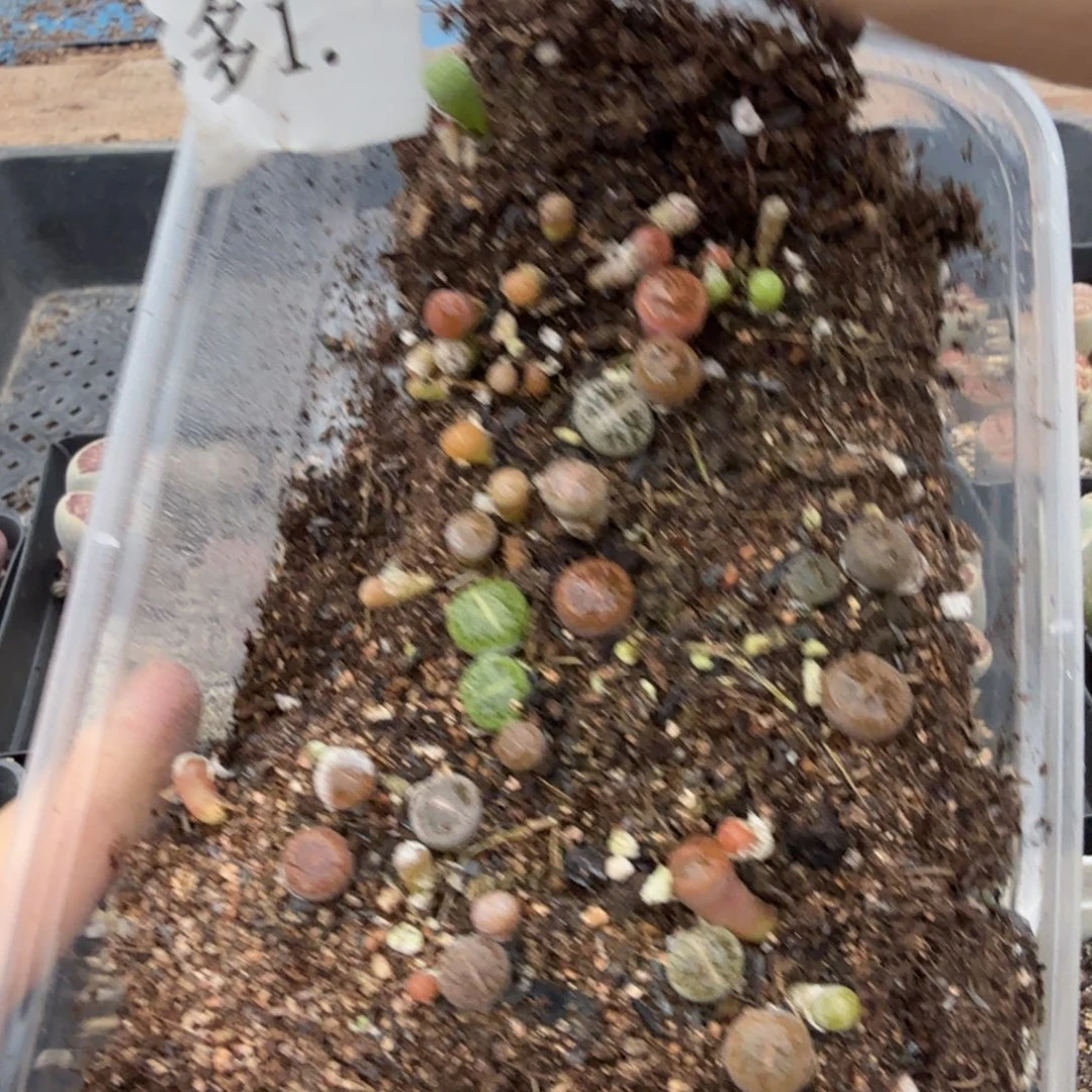 茉***花我不喜欢别人在别人心里1