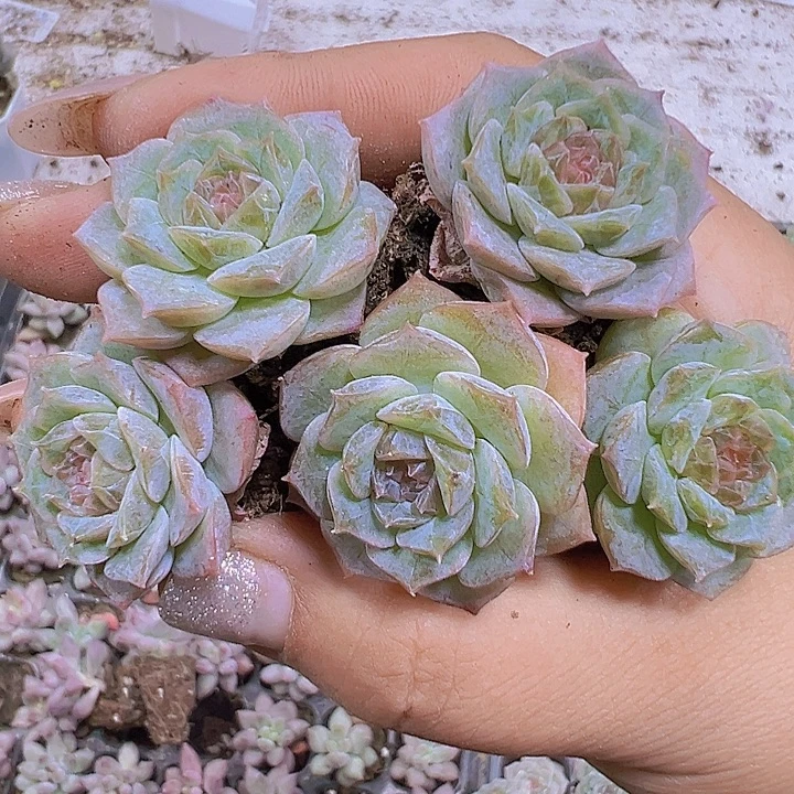 冰糖雪梨5个19包邮多肉植物