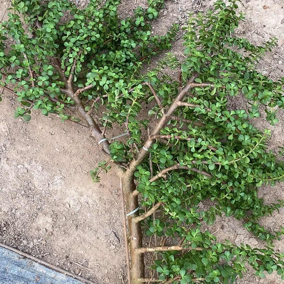 无花朵金枝玉叶金玉满堂4