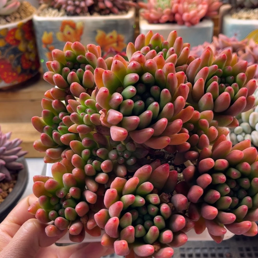 12.5-26冰塞薇娅美人