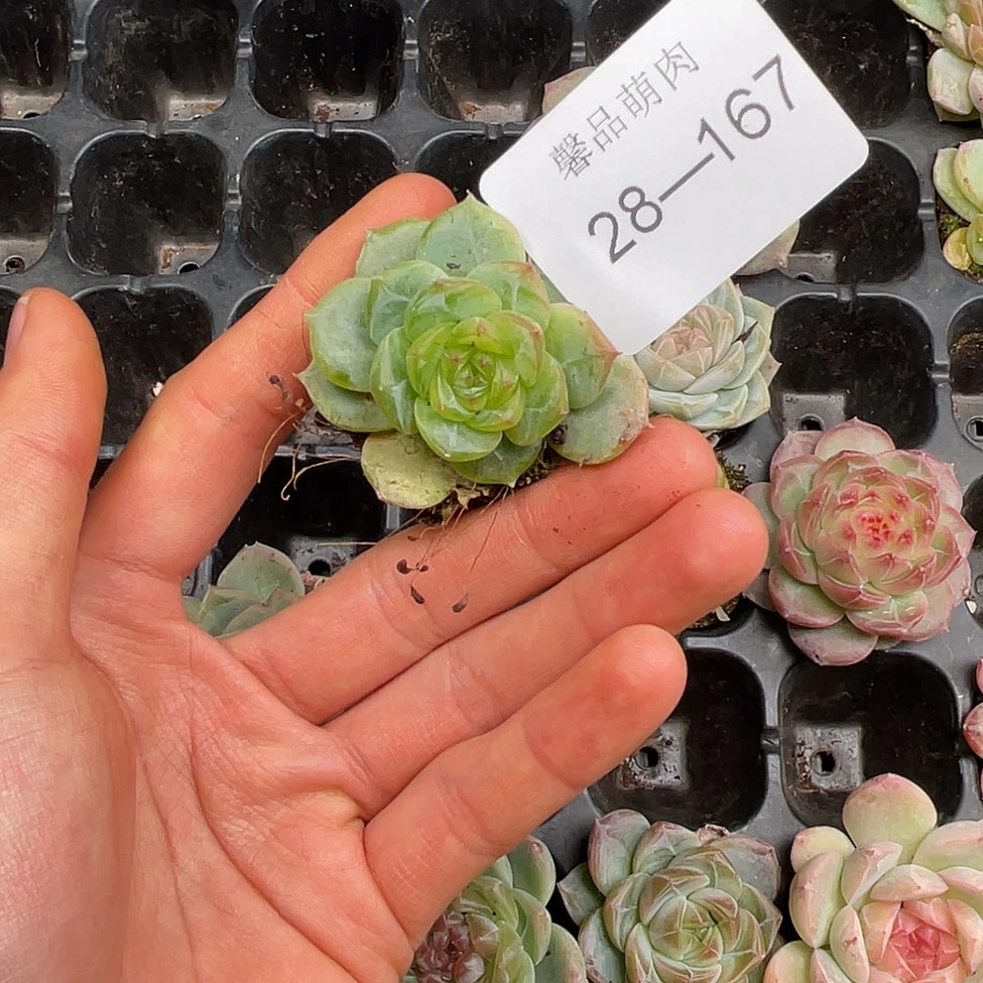 多肉一物一拍28-167