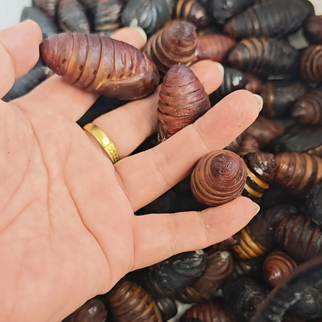 《诺姐专卖》东北茧蛹产地直发现剥现发新鲜蛹4-6.5厘米50个左右