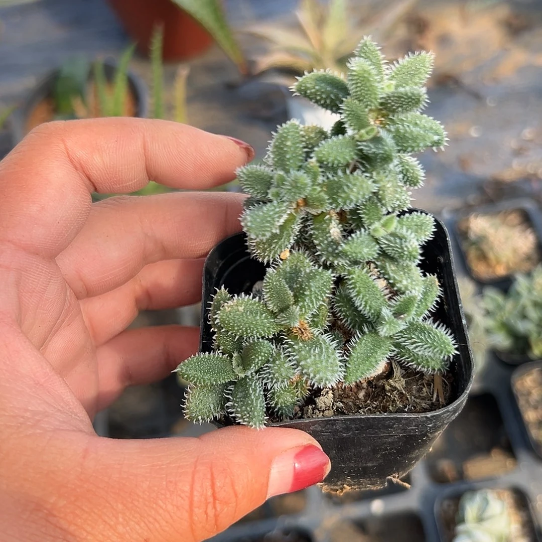 ⁰***⁰多肉植物雷同开花