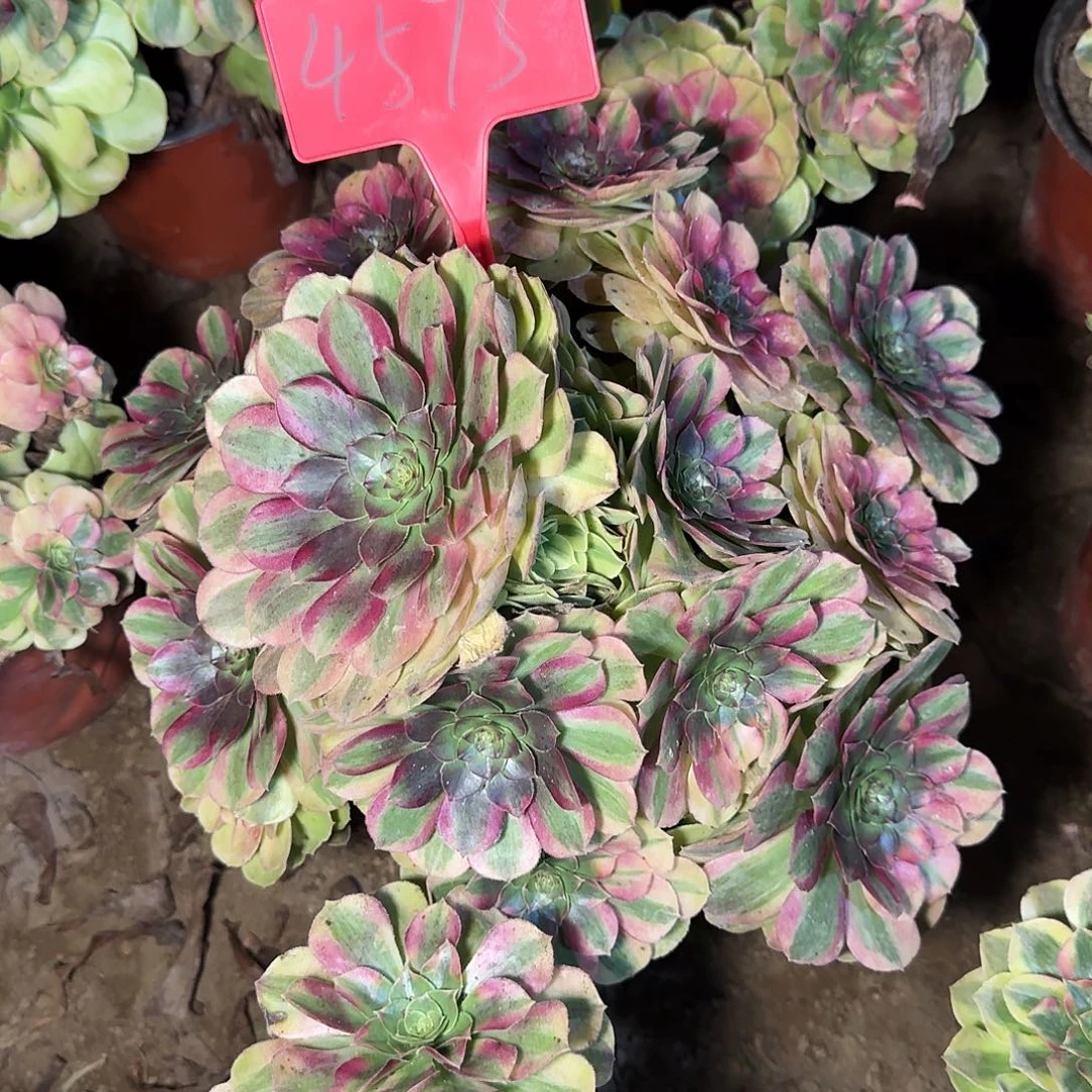 雯***子4575雨荷多肉法师