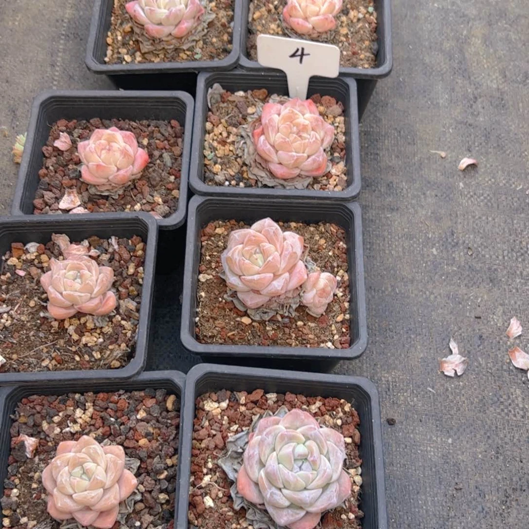 ?*啾冰玉十颗4号一物一拍