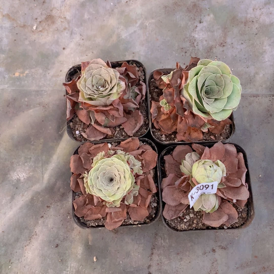 3091会掉侧芽g g g g g v