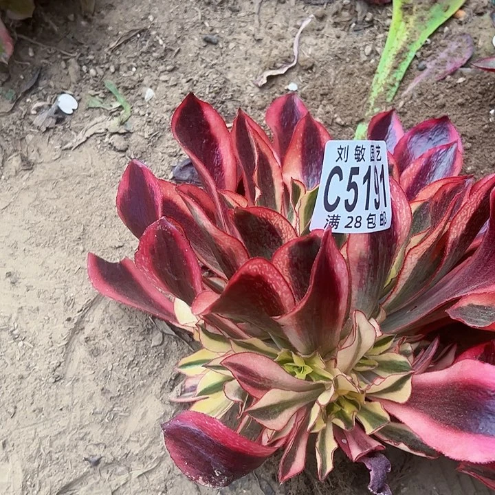 天*5191多肉植物法师法师