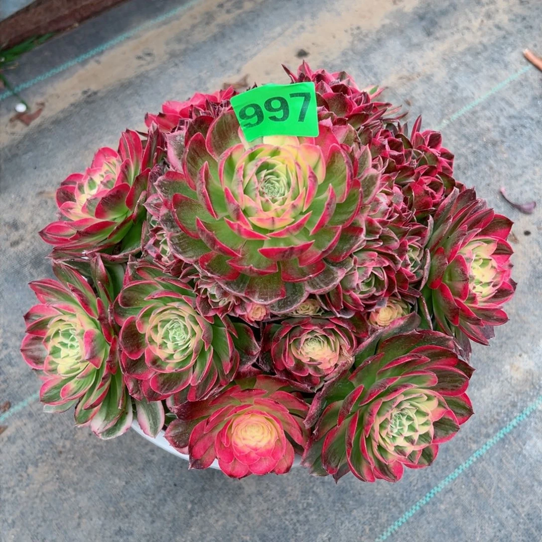 997海仙法师多肉植物