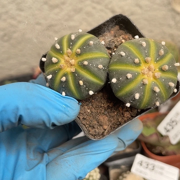 445仙人球开花仙人球