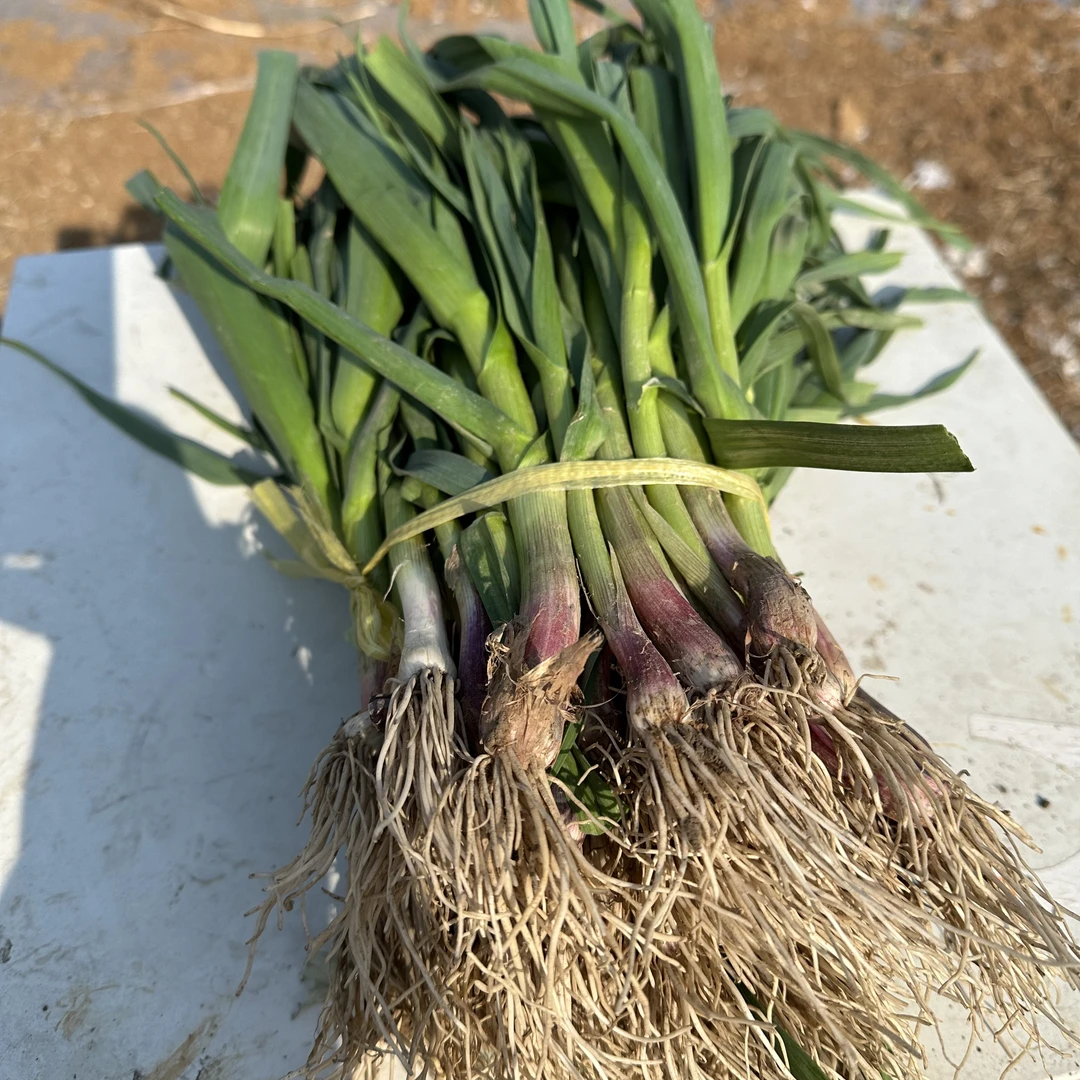 现挖新鲜红根蒜苗3斤装5斤装