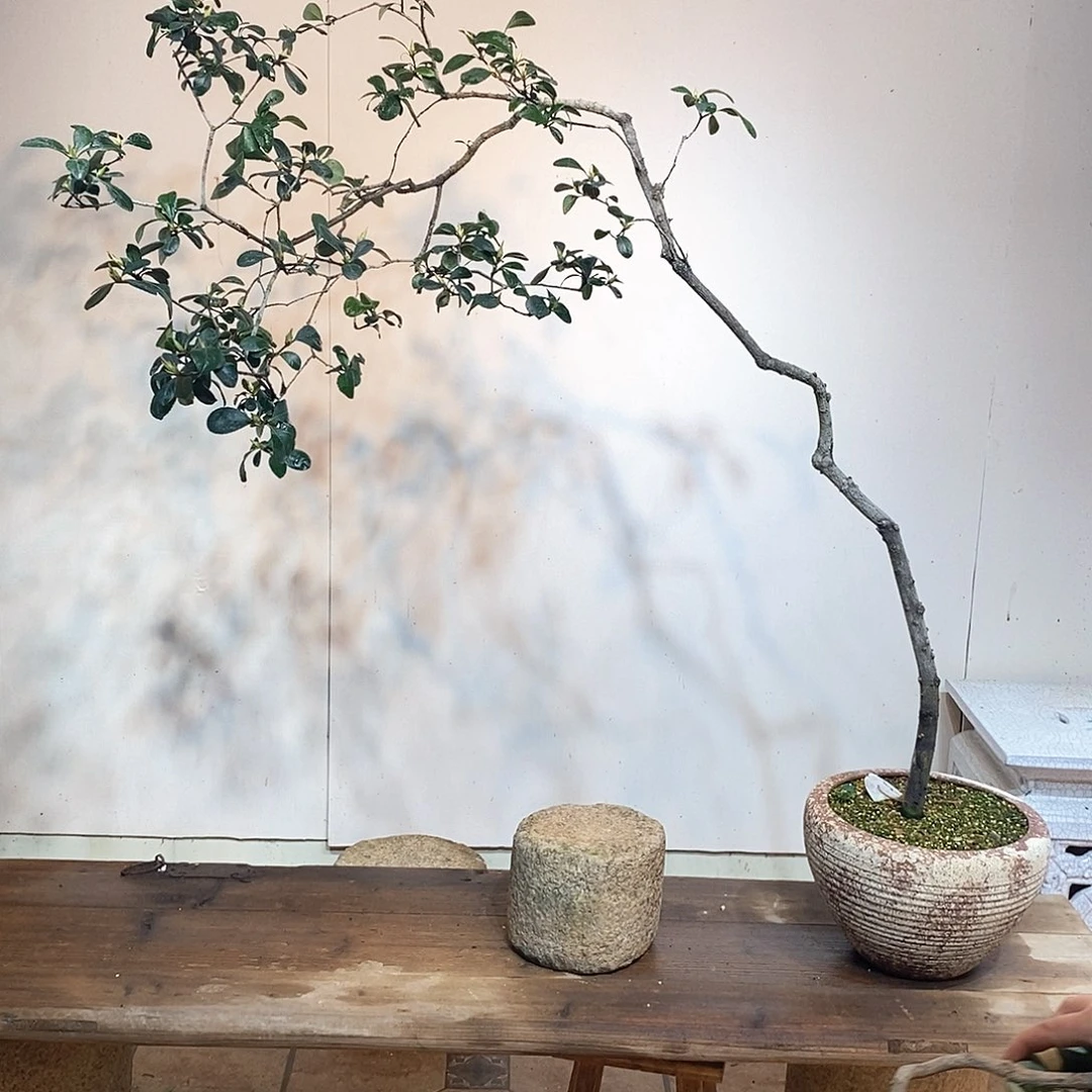 春花梁****化春花888888888