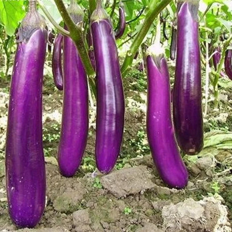 【满5包包邮】紫龙长茄种子高产黑紫色长茄子籽烧茄子庭院春秋种籽