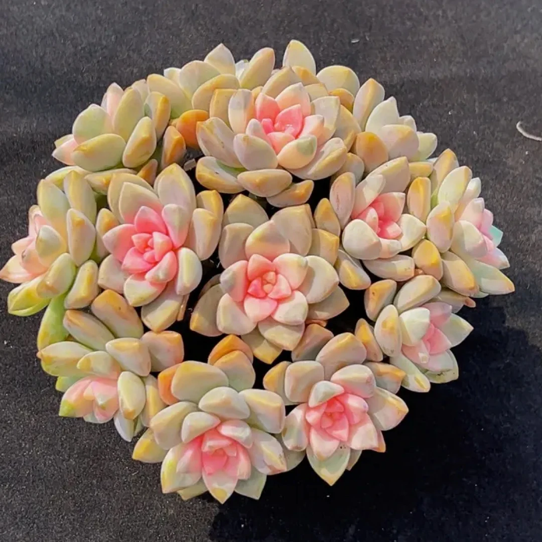 樱花锦3单包邮带盆土发
