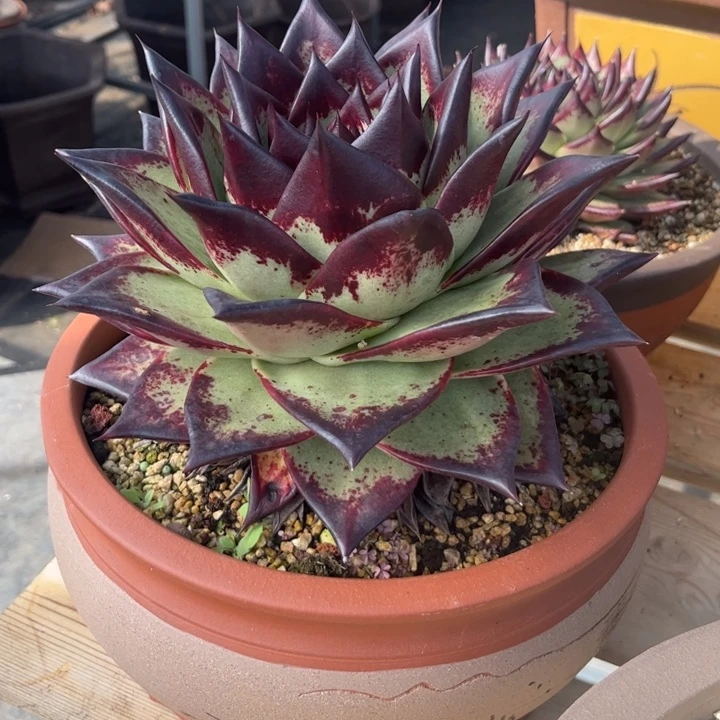 加州黄皮宝塔行11111