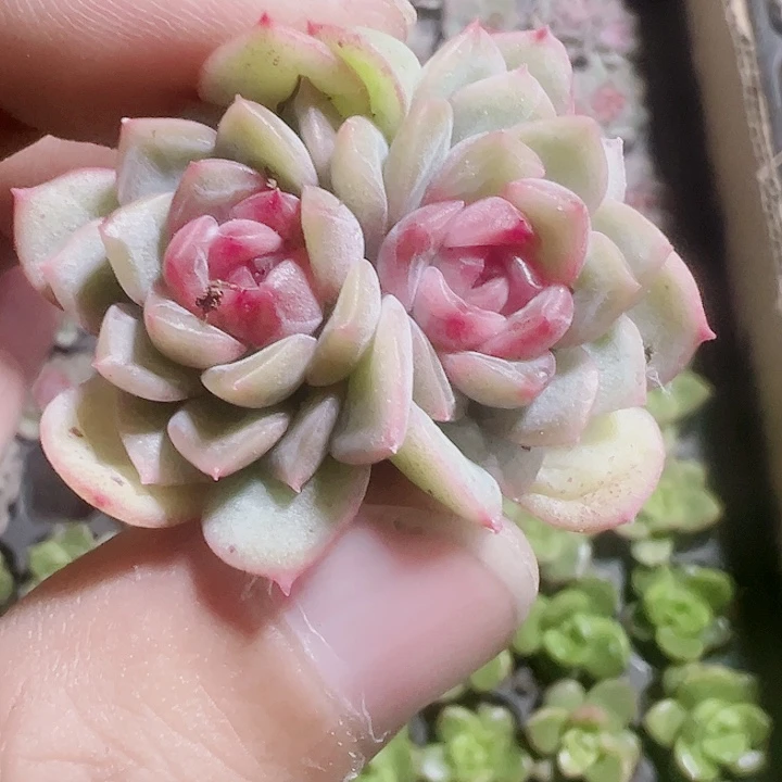 琴心精品多肉植物