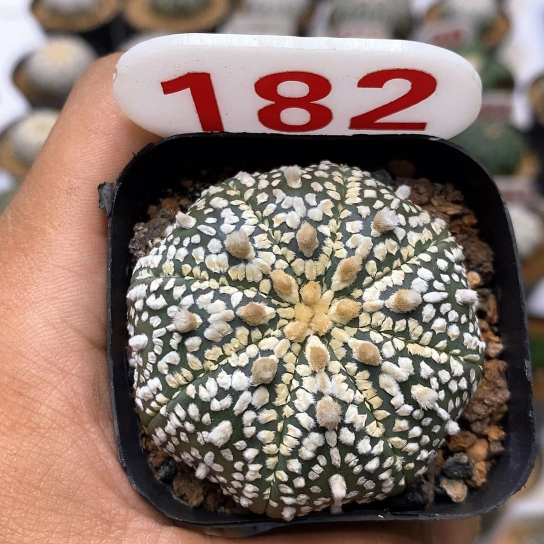 182奇迹福利特价活动