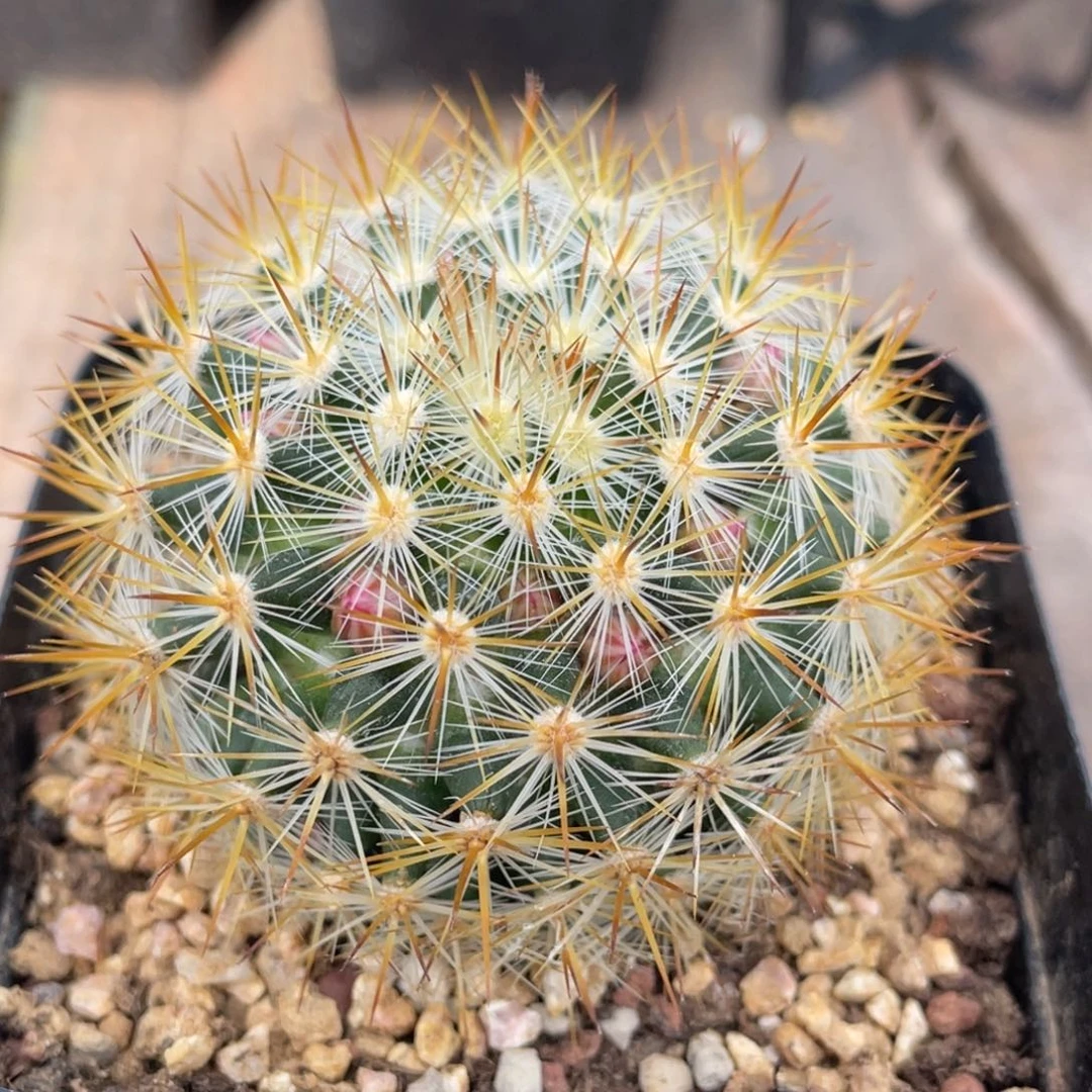 刘氏乳突           实生根