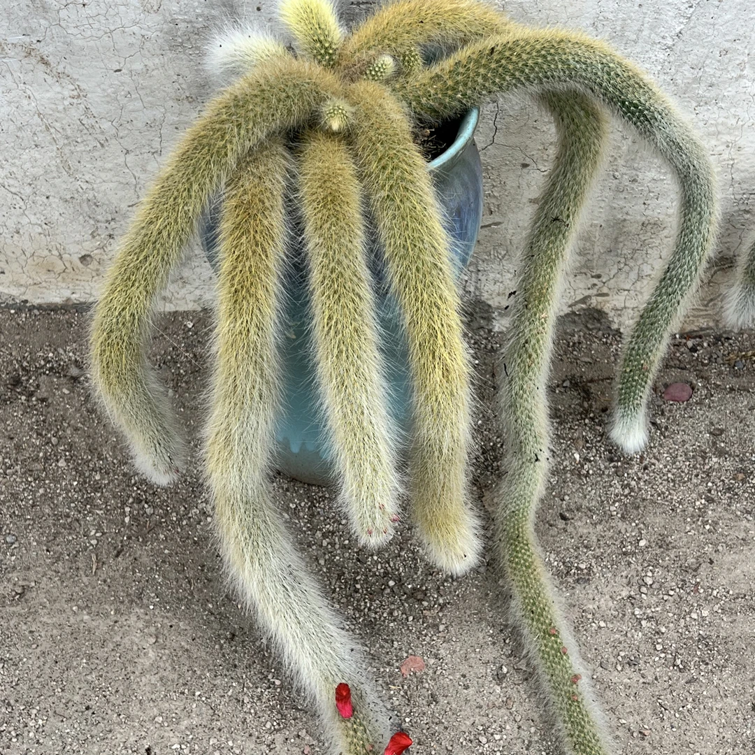 九尾狐长毛多肉精品开花仙人掌科