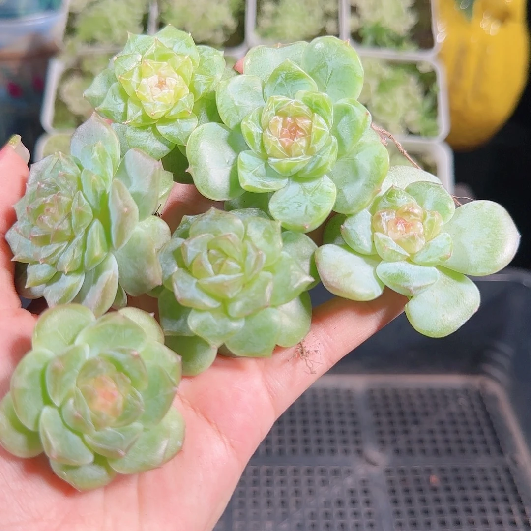 0915--- 101糖心珍妮