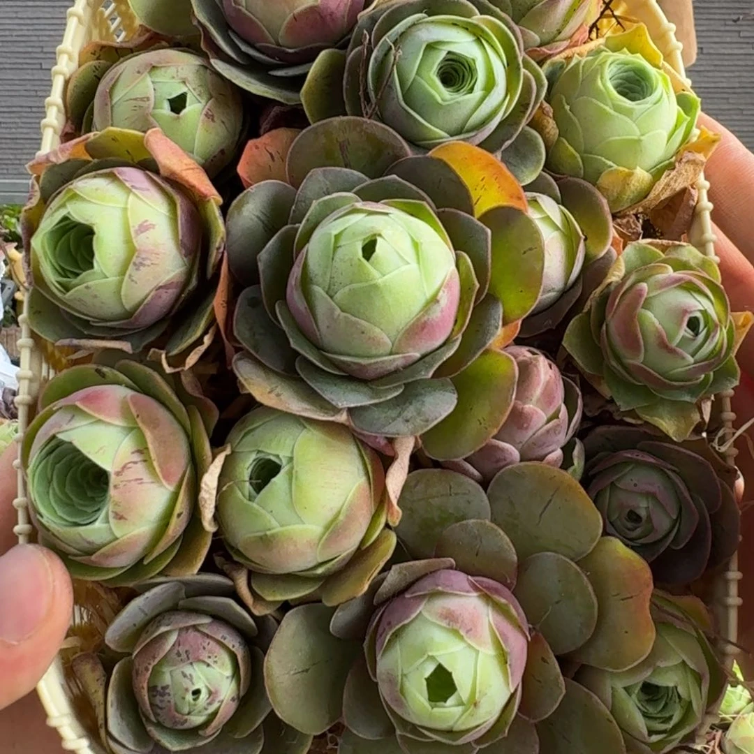 白龙848 花篮组合